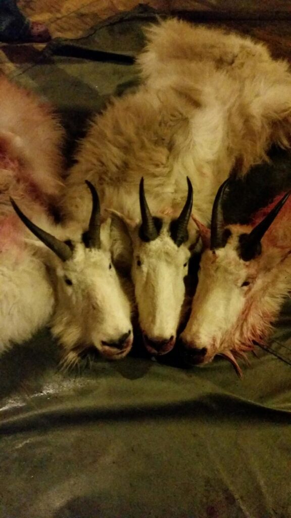 elk-valley-bighorn-game-Goats-IMG_1729-2000px-c82