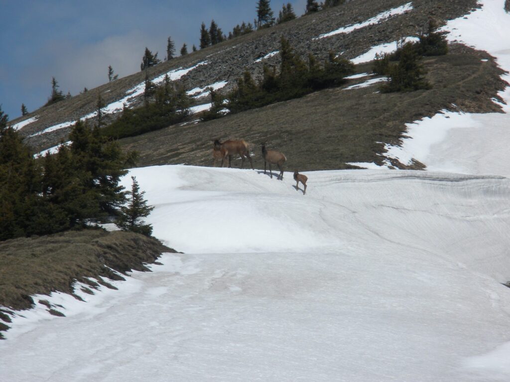 elk-valley-bighorn-wildlife-2010 045-2000px-c82