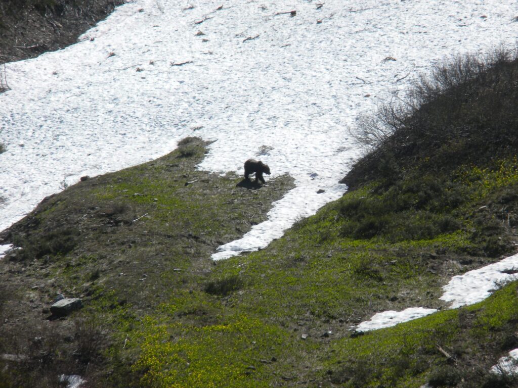 elk-valley-bighorn-wildlife-DSCN1301-2000px-c82