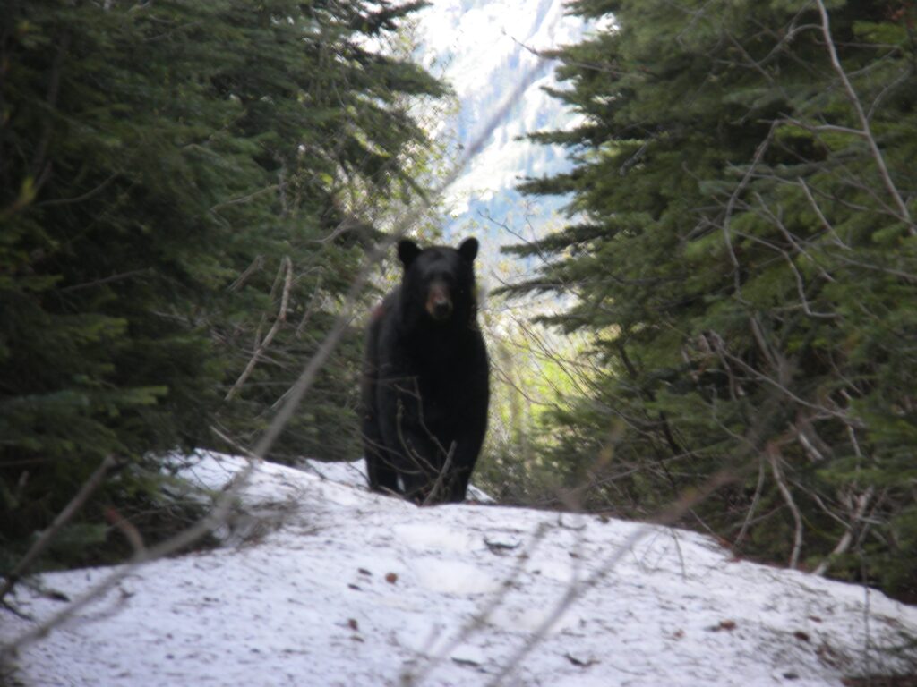 elk-valley-bighorn-wildlife-DSCN1667-2000px-c82