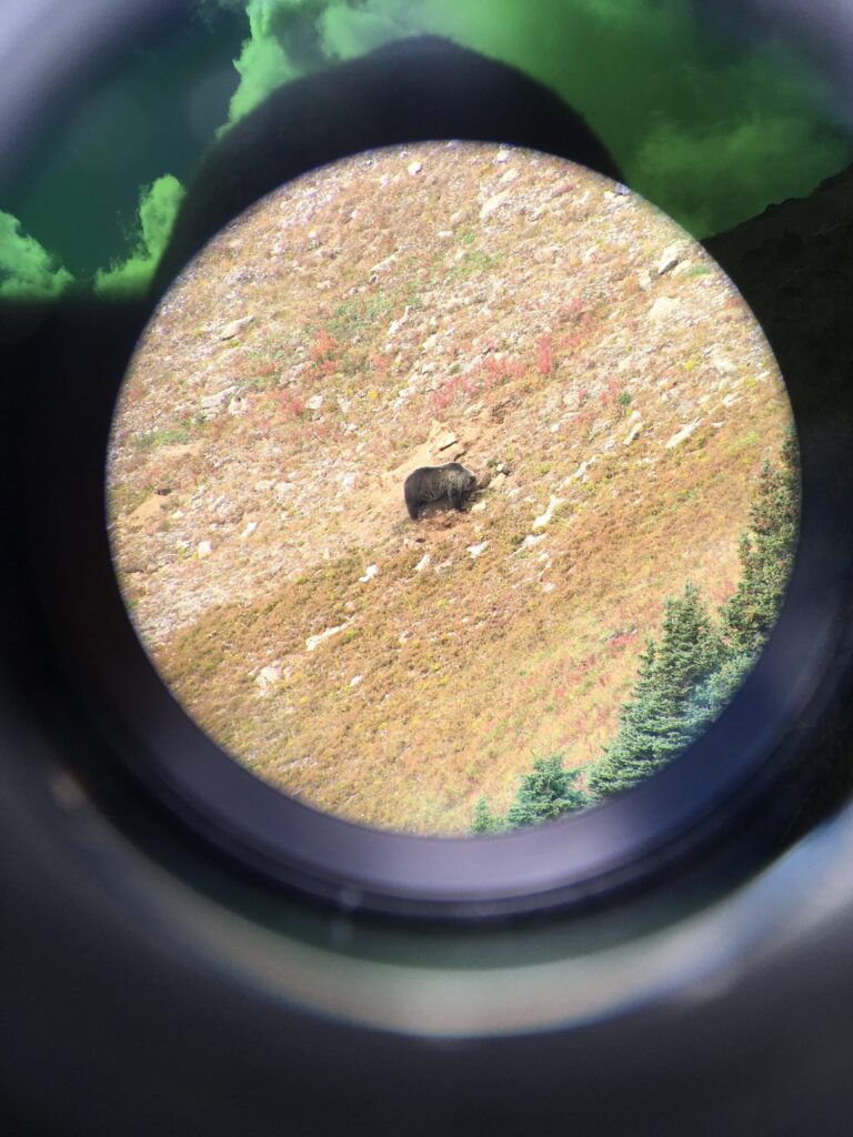 elk-valley-bighorn-wildlife-IMG_4605-2000px-c82