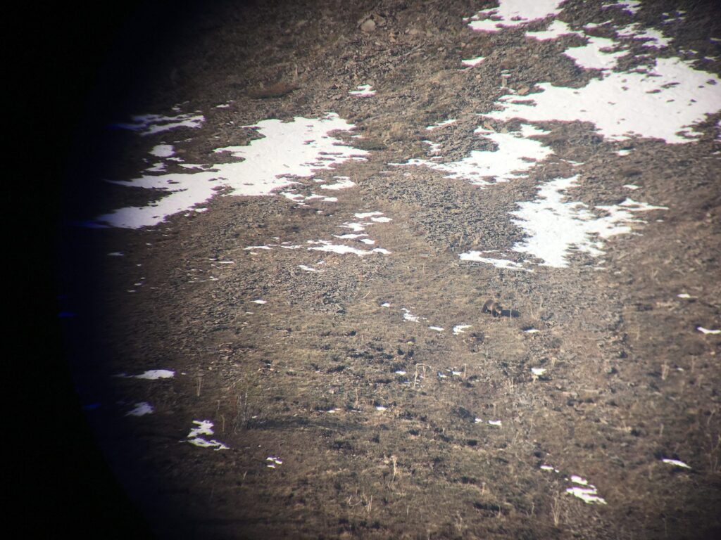 elk-valley-bighorn-wildlife-IMG_6115-2000px-c82