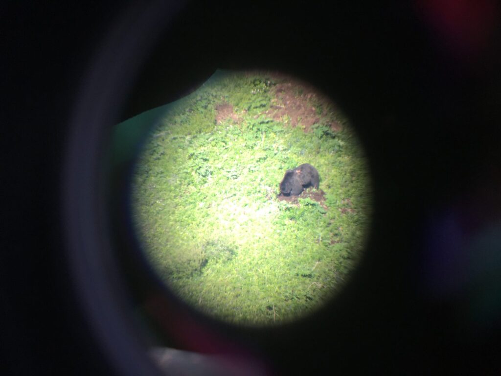 elk-valley-bighorn-wildlife-IMG_6283-2000px-c82