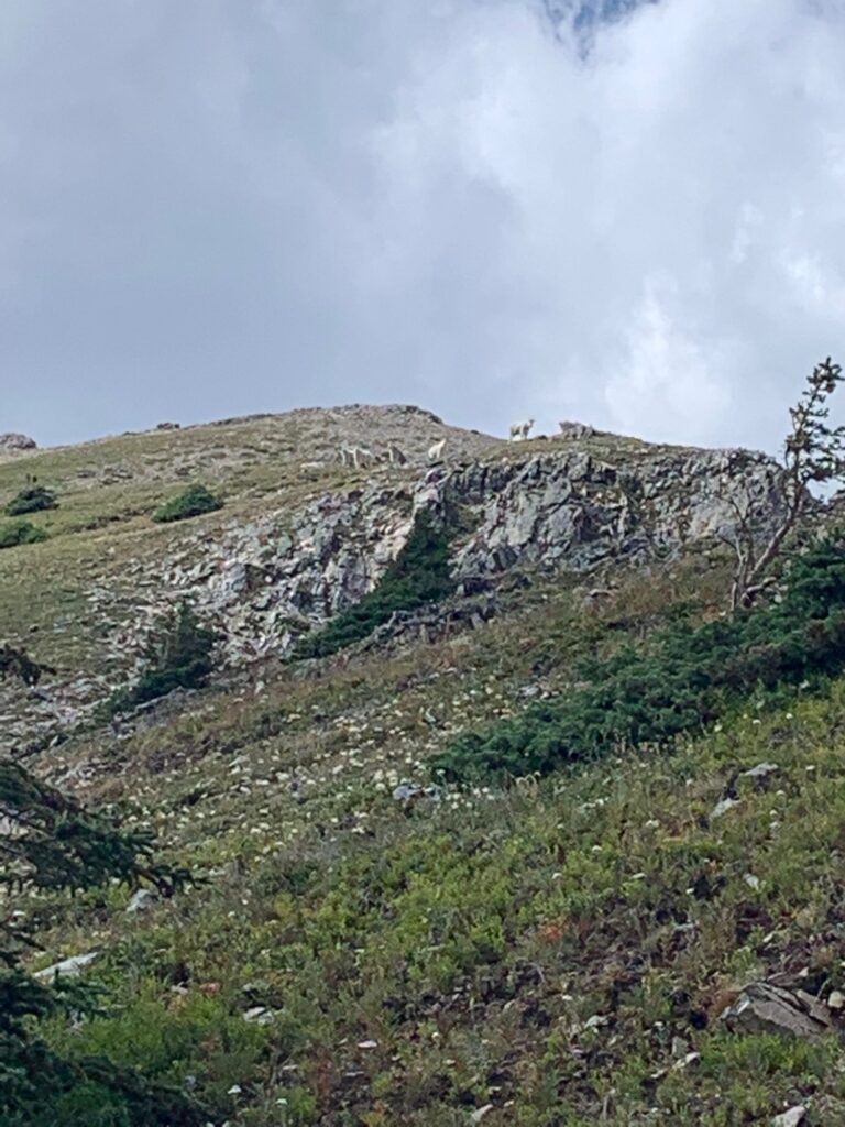 elk-valley-bighorn-wildlife-IMG_7091-2000px-c82