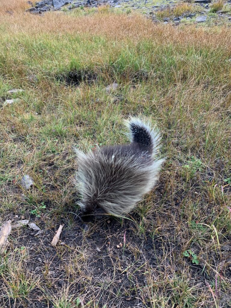 elk-valley-bighorn-wildlife-IMG_7647-2000px-c82