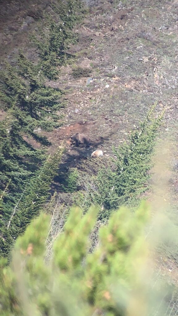 elk-valley-bighorn-wildlife-IMG_8716-2000px-c82