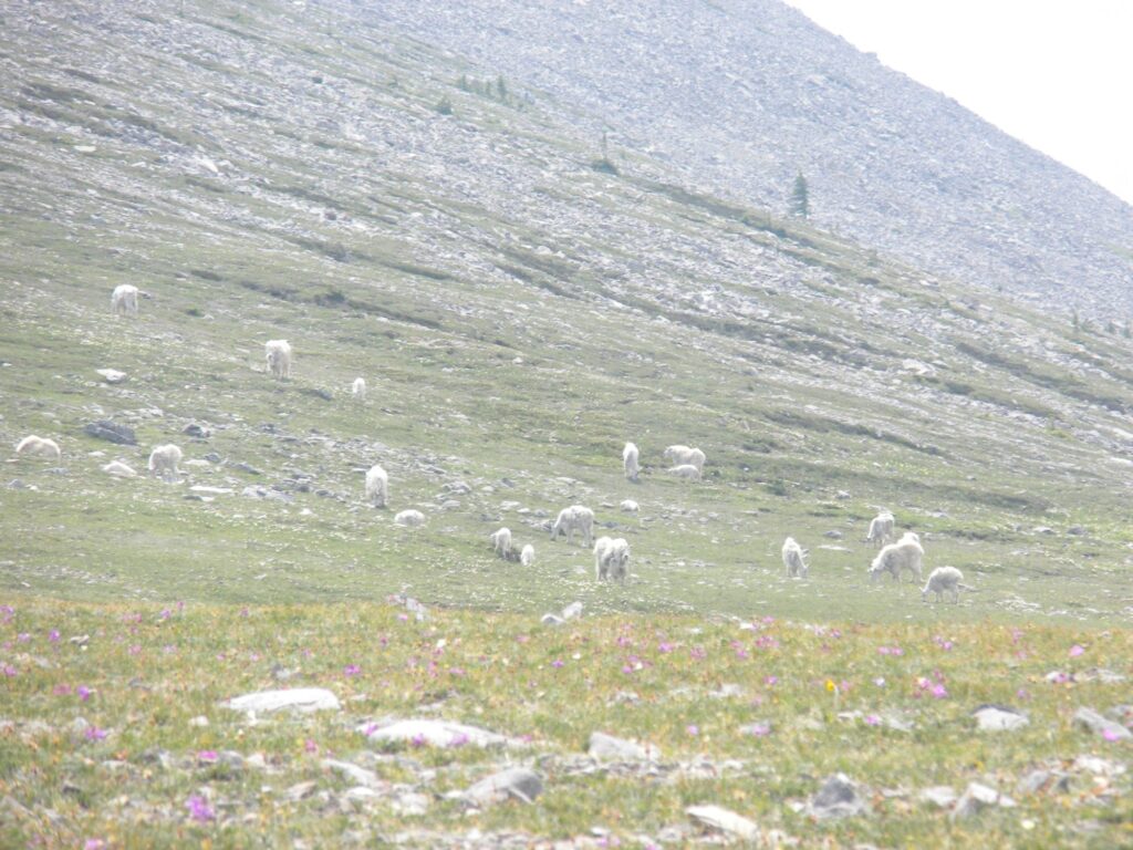 elk-valley-bighorn-Wildlife Viewing Gallery 2-85p-2000px
