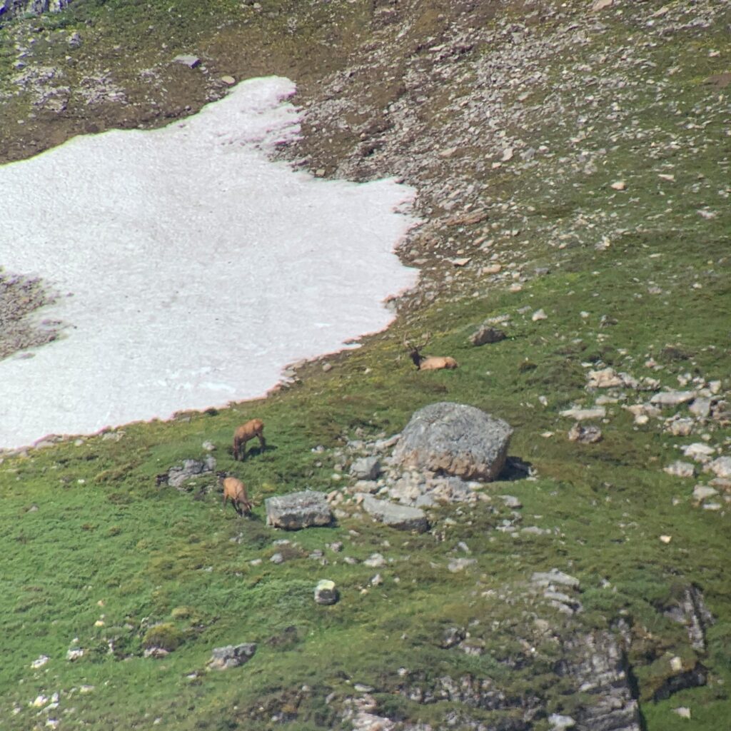 elk-valley-bighorn-Wildlife Viewing Gallery-85p-2000px